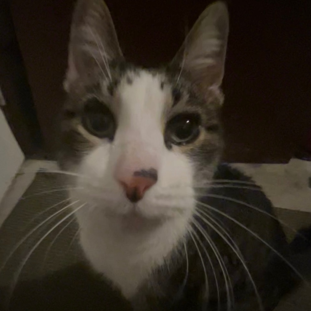 Meet your Posher, Isabella